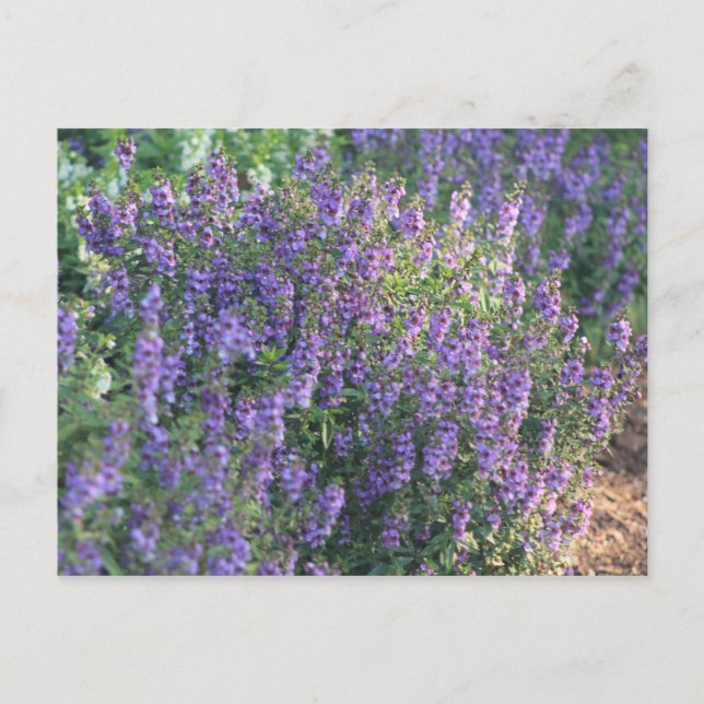 Carte Postale Fleurs violettes au soleil (Devant)