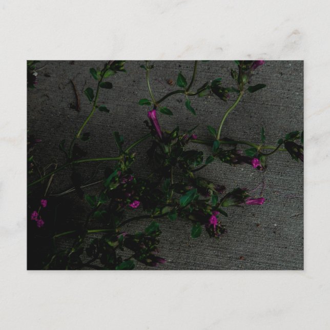 Carte Postale Fleurs violettes avec ombres profondes (Devant)