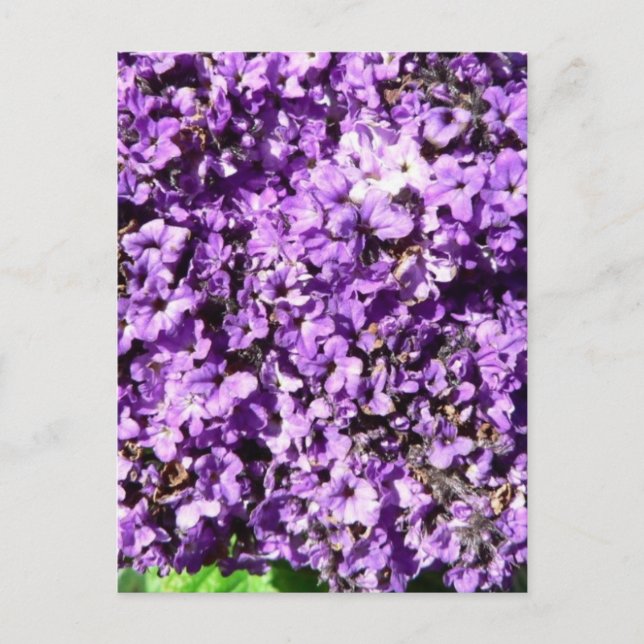 Carte Postale Fleurs violettes Bush (Devant)