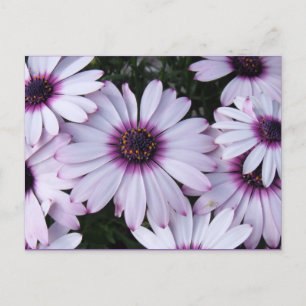 Carte Postale Fleurs violettes claires avec Arrière - plan viole