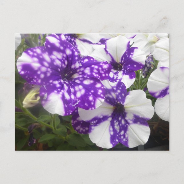 Carte Postale Fleurs violettes de jardin blanc do-it-yourself ca (Devant)