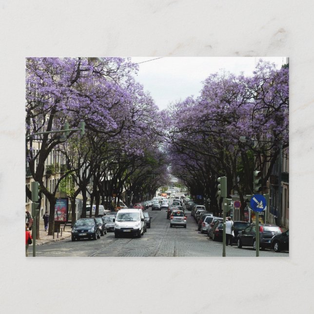 Carte Postale Fleurs violettes de Lisbonne (Devant)