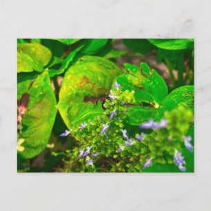 Carte Postale Fleurs violettes parmi des feuilles vertes