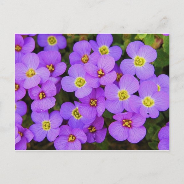 Carte Postale Fleurs violettes Peace Love Destiny (Devant)