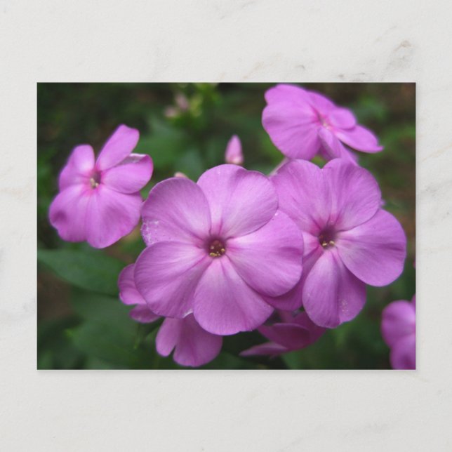 Carte Postale Fleurs violettes Phlox (Devant)