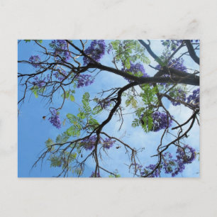 Carte Postale Fleurs violettes sur branches d'arbre