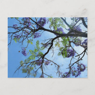 Carte Postale Fleurs violettes sur branches d'arbre