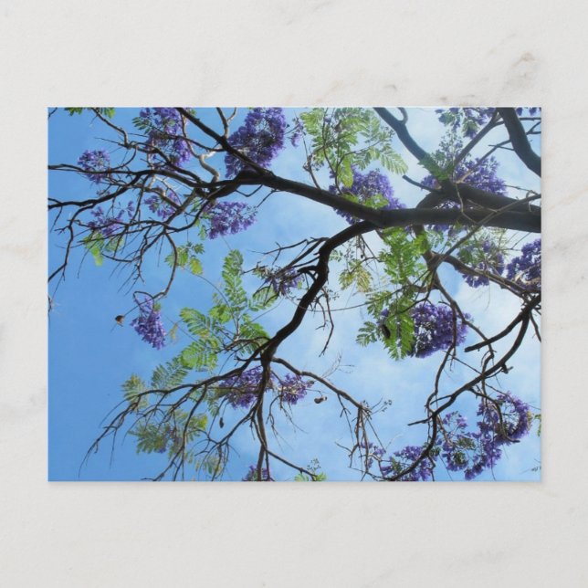 Carte Postale Fleurs violettes sur branches d'arbre (Devant)