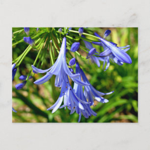 Carte Postale Fleurs vives de Lily africaine