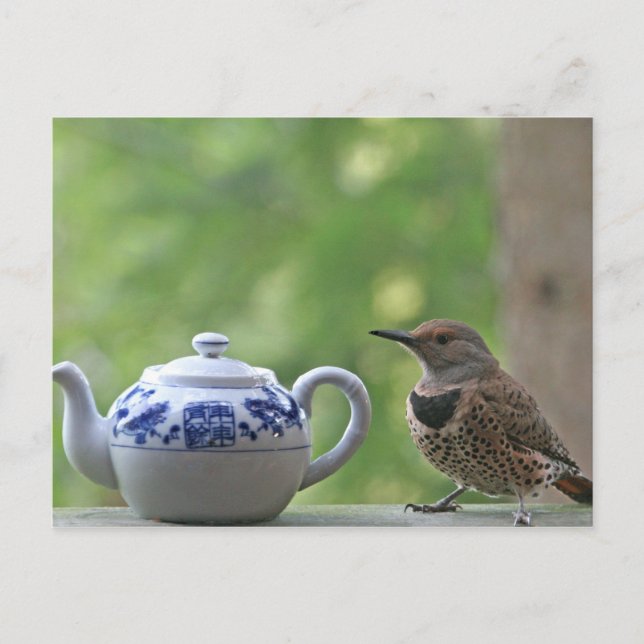 Carte Postale Flicker et théière (Devant)