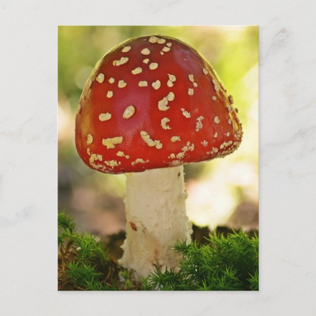 Carte Postale Fliegenpilz (Devant)