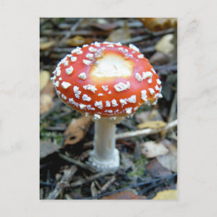 Carte Postale Flly Agaric {Amanita muscaria}
