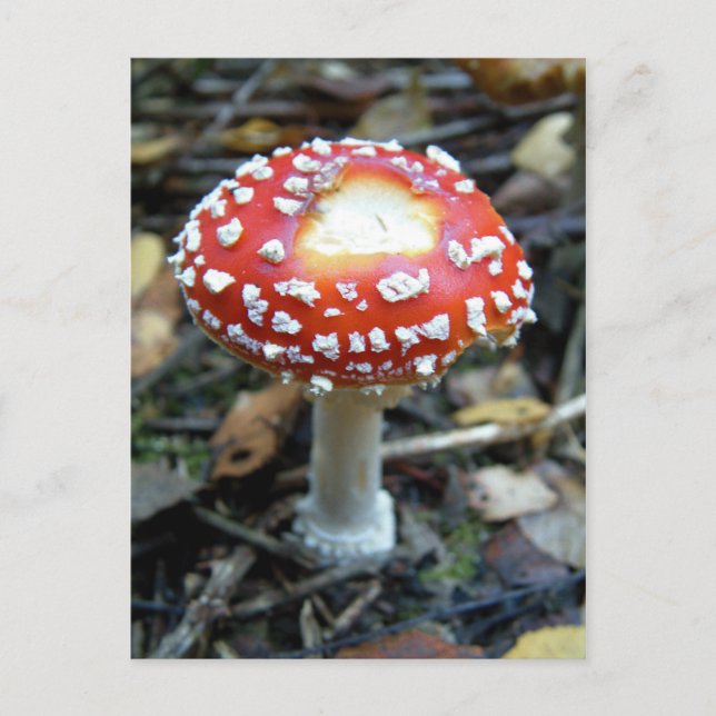 Carte Postale Flly Agaric {Amanita muscaria} (Devant)