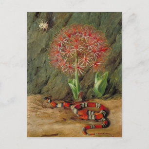 Carte Postale Flor Imperiale, Serpent de Corail et Araignée, Bré