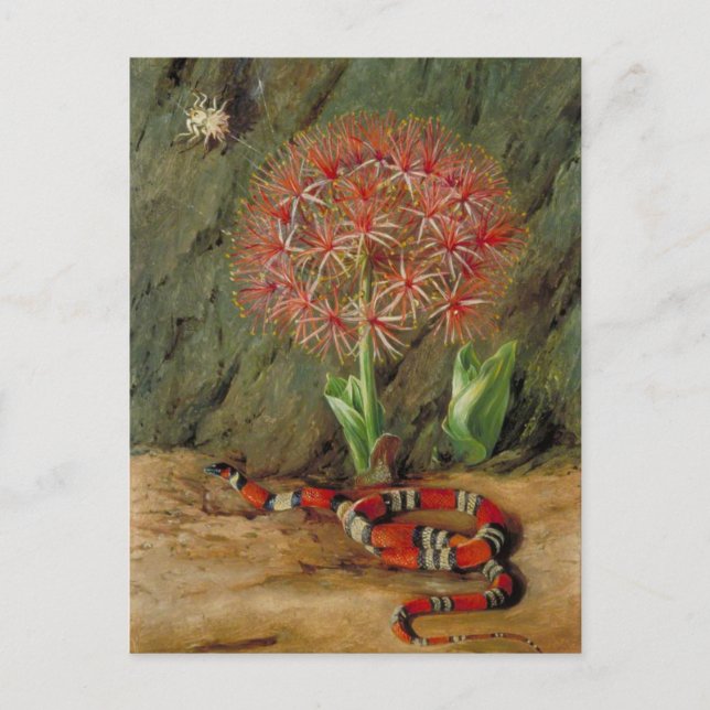 Carte Postale Flor Imperiale, Serpent de Corail et Araignée, Bré (Devant)
