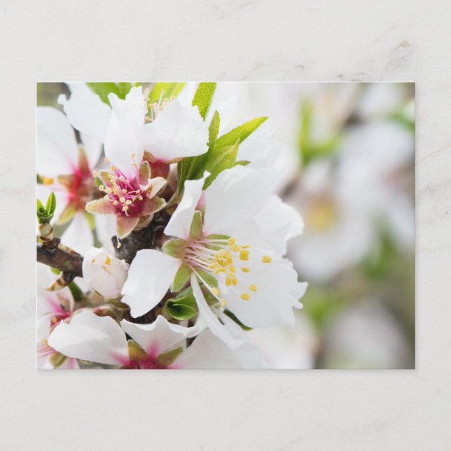 Carte Postale Floraison d'amande (Devant)