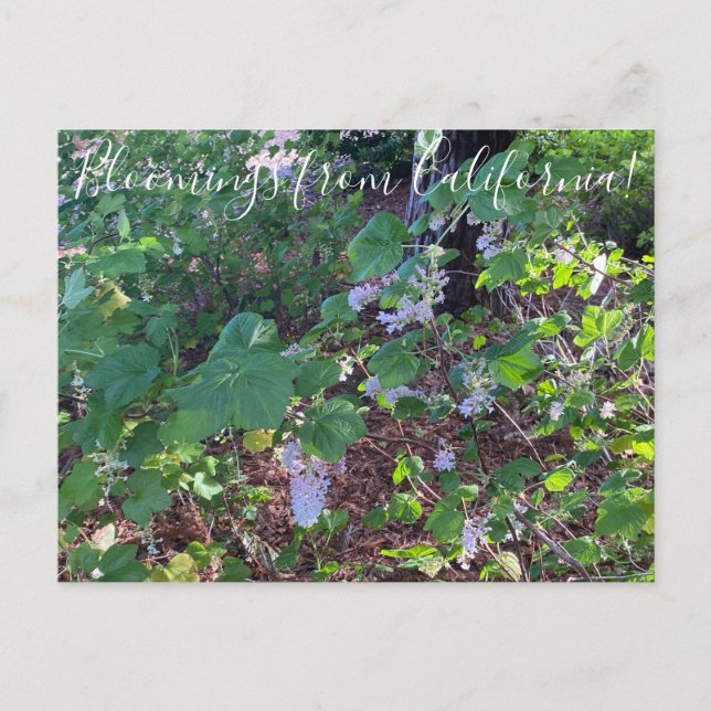 Carte Postale Floraison de Californie : Currant de fleurs blanch (Devant)