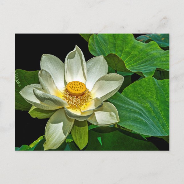 Carte Postale Floraison de Lotus (Devant)