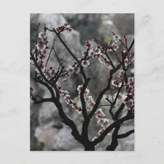 Carte Postale Floraisons  (Devant)