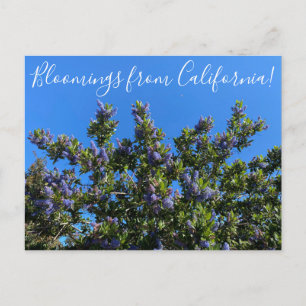 Carte Postale Floraisons de Californie : Ceanothus de Ray Hartma