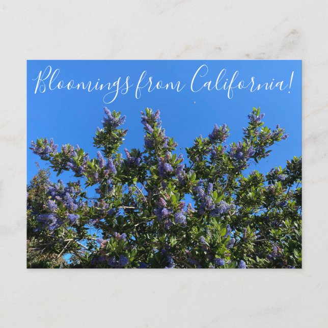 Carte Postale Floraisons de Californie : Ceanothus de Ray Hartma (Devant)