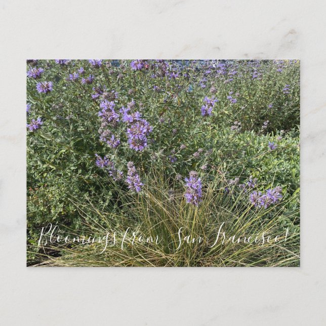 Carte Postale Floraisons de Californie : Cleveland Sage (Devant)