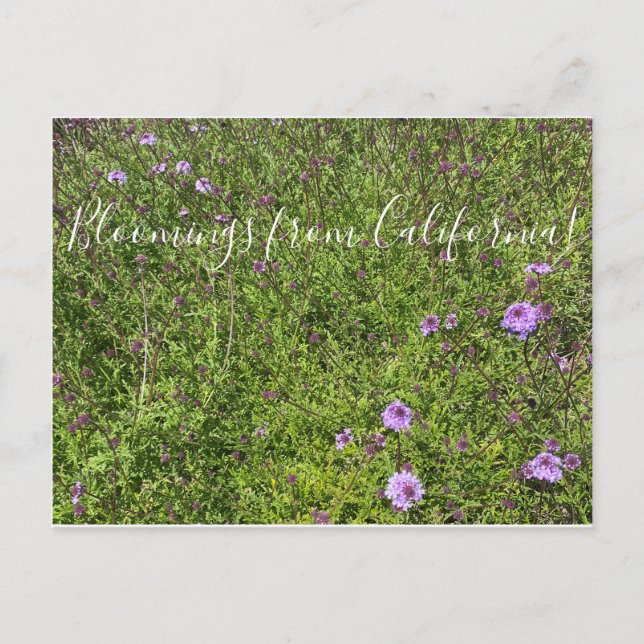 Carte Postale Floraisons de Californie : De La Mina Verbena (Devant)
