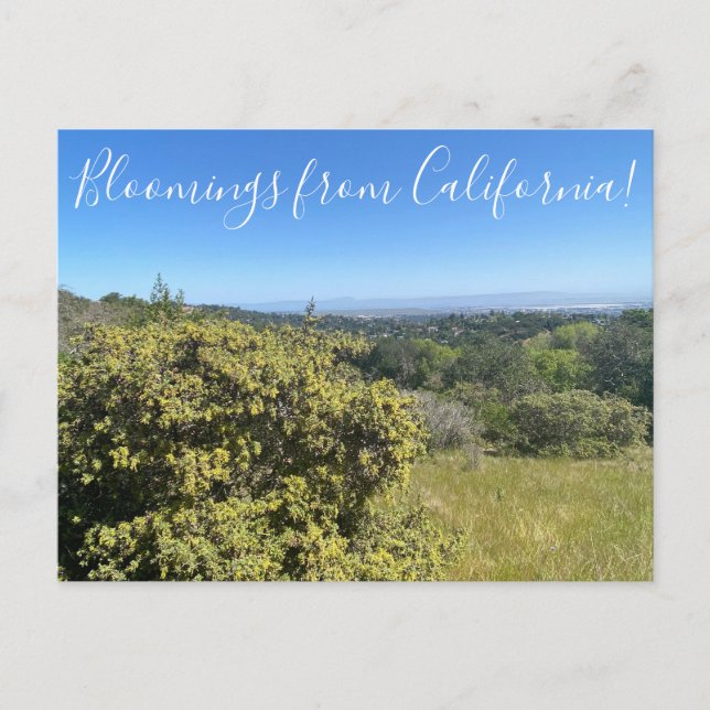 Carte Postale Floraisons de Californie : Grand Saltbush (Devant)