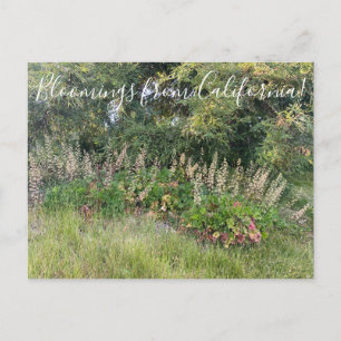 Carte Postale Floraisons de Californie: Heuchera maxima Postcar