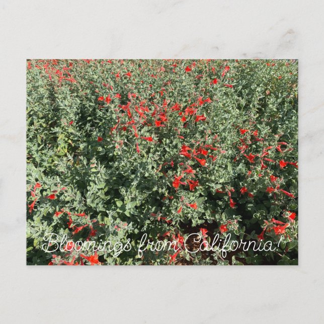 Carte Postale Floraisons de Californie : June Fuchsia (Devant)
