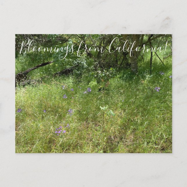 Carte Postale Floraisons de Californie : Lance d'Ithuriel (Devant)