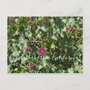 Carte Postale Floraisons de Californie : Malva Rose