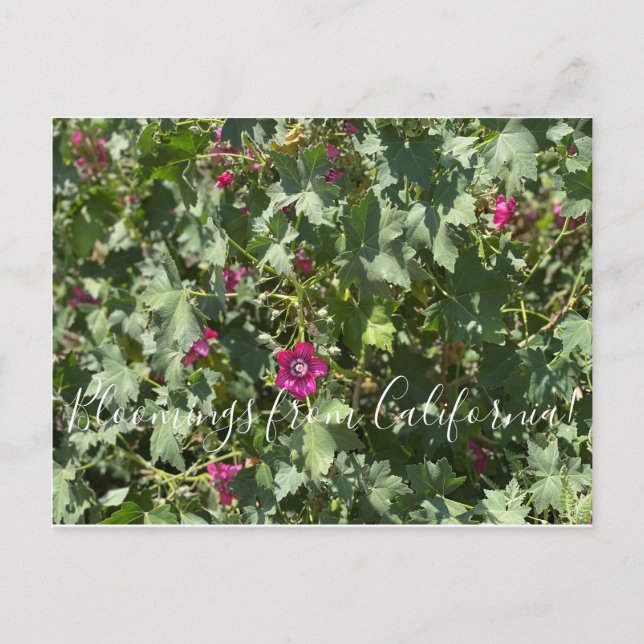 Carte Postale Floraisons de Californie : Malva Rose (Devant)