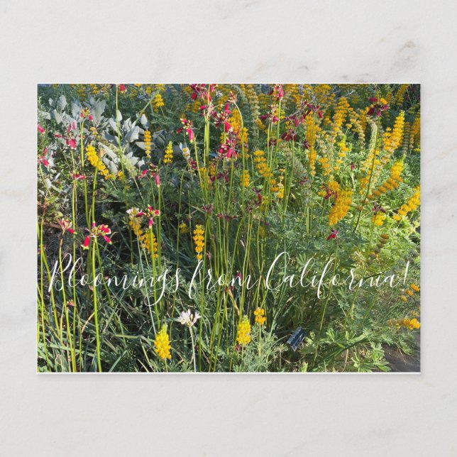 Carte Postale Floraisons de Californie : Prairie native (Devant)