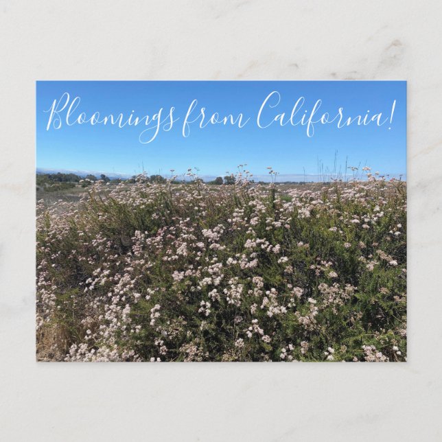 Carte Postale Floraisons de Californie : sarrasin de Californie (Devant)