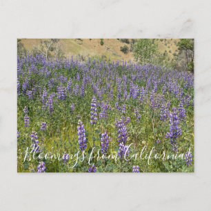 Carte Postale Floraisons de Californie : Sky Lupines