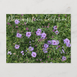 Carte Postale Floraisons de Californie : Verbena lilacina
