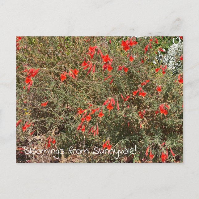 Carte Postale Floraisons de Sunnyvale : California Fuchsia (Devant)