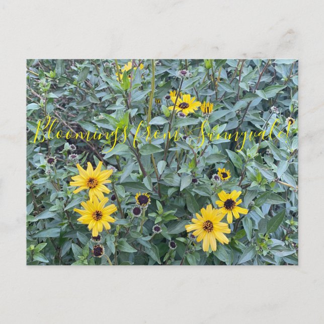 Carte Postale Floraisons de Sunnyvale : Encelia californica (Devant)