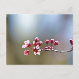 Carte Postale Floraisons printanières
