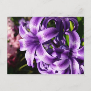 Carte Postale Floral Blue Hyacinth