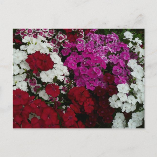 Carte Postale Floral Dianthus blanc, rose et rouge (Devant)