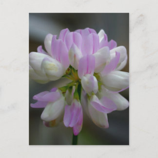 Carte Postale Floral Fleur sauvage rose macro