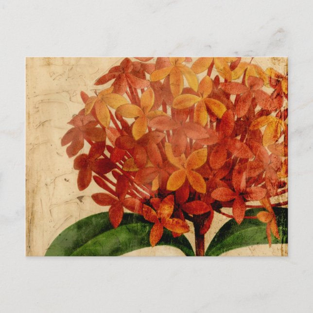 Carte Postale Floral III (Devant)