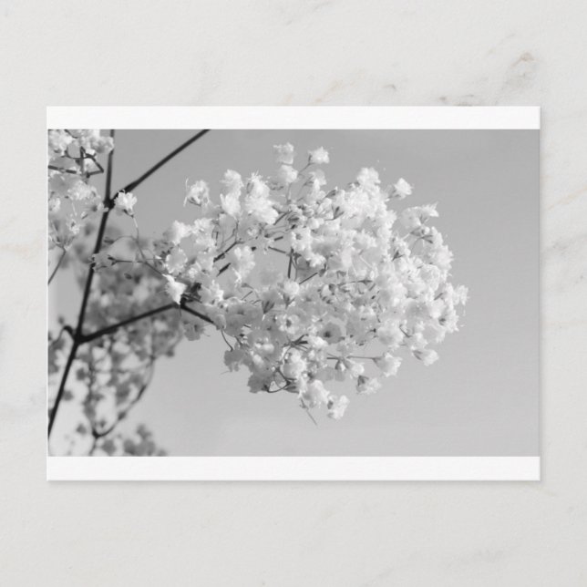 Carte Postale Floral noir et blanc (Devant)