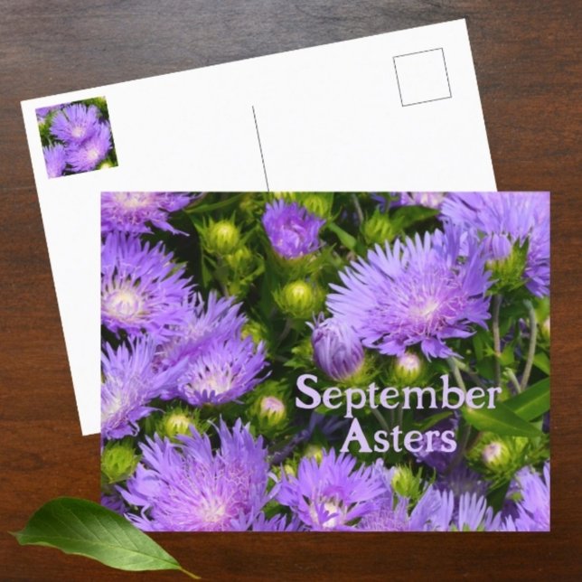 Carte Postale Floral photographique Fleur sauvage d'Aster violet (Créateur téléchargé)