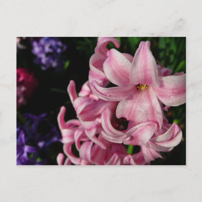 Carte Postale Floral Pink Hyacinth (Devant)