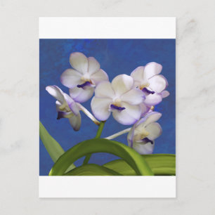 Carte Postale Floral Plante Colorful Photographie Art