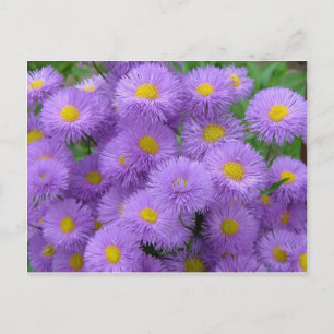 Carte Postale Floral pourpre