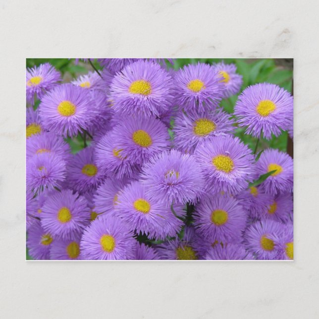 Carte Postale Floral pourpre (Devant)
